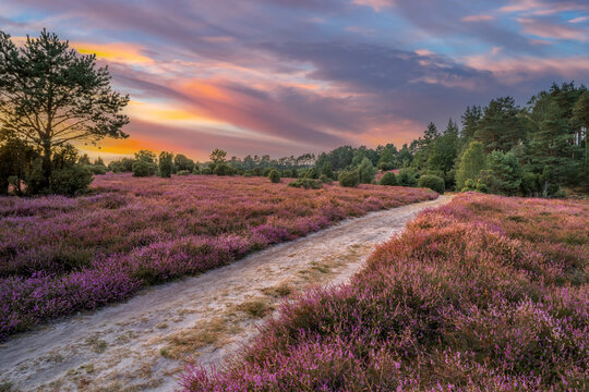 awesome landscape eith awesome sunset over Luneburg heather Lower Saxonia, Germany