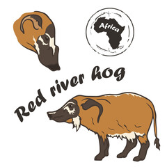 Red river hog vector image isolated on white background.  African wild animal.  Bush Pig in full growth and profile head, color design. Animal of Africa. Bushpig – wild pig with tassels on the ears.