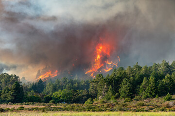 CZU Lightning Fire California - wildfire ravaging forests - obrazy, fototapety, plakaty