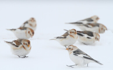 Snow bunting. Bird on snow in winter. Plectrophenax nivalis