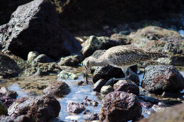 Whimbrel Numenius phaeopus searching for preys. Arinaga. Aguimes. Gran Canaria. Canary Islands. Spain.