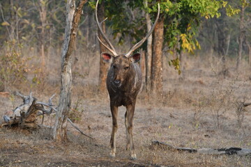 Panna National Park
