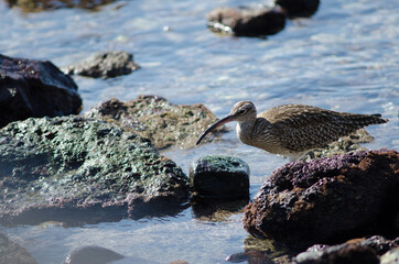 Obraz premium Whimbrel Numenius phaeopus in Arinaga. Aguimes. Gran Canaria. Canary Islands. Spain.
