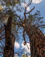 Obraz premium old pines and tree crowns against the blue sky, bottom view