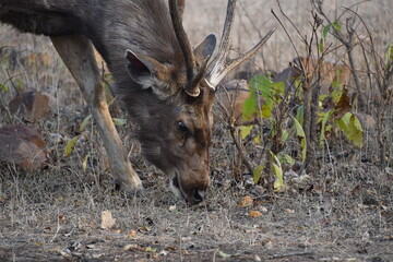 Panna National Park