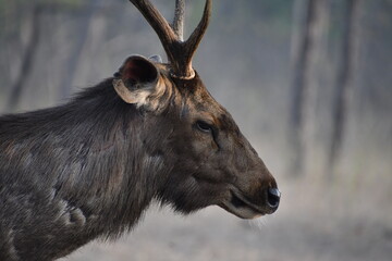 Panna National Park