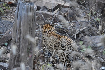 Panna National Park