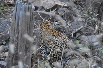 Panna National Park
