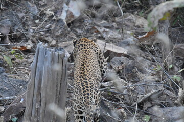 Panna National Park