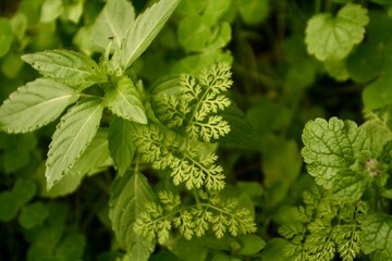 Healthy shiny bright green macro close up leaves of wild natural flora. Textured small and big leaf of different spices of plants. 