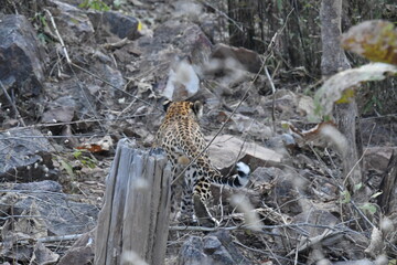 Panna National Park