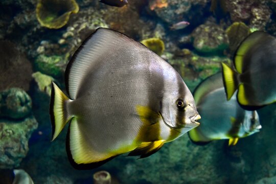 Orbicular batfish in aquarium