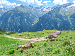 Kühe in den Zillertaler Alpen