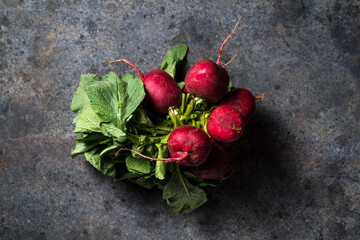 harvesting bright fresh organic radishes with leaves, purple colorful on blue grunge table