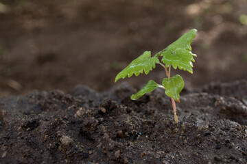 young plant in soil