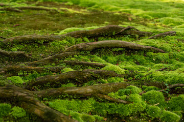 Obraz premium moss on the tree