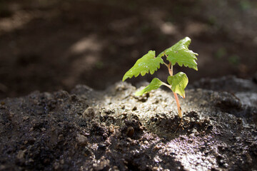 sprout in the ground