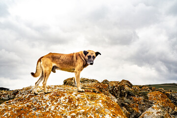 Red stray dogs on rocks. Loneliness. Longing, hopelessness, hunger, sadness