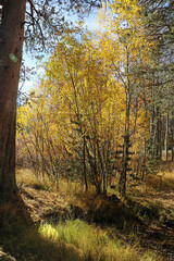 Fototapeta premium Golden leaves on birch trees in the Autumn season