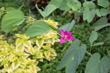 Pink flower in the green garden with green leaf background