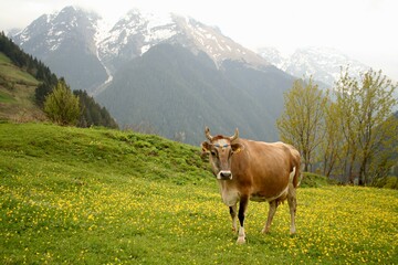 Fototapeta na wymiar Beautiful brown cows in natural environment. Green grass and yellow flowers. Mountains covered by forests and snow. Karadeniz, Blacksea, Turkey, Rize, Trabzon, Artvin, Ayder, Yayla, Plateau.