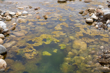 Stream bed green moss and stones