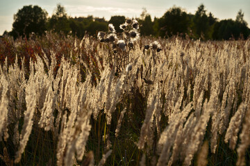 Ears of meadow grass, and fluffy balls of dry thistles in the evening sun on an autumn meadow overgrown with young trees. Young green trees in the distance, blurred. Autumn Sunny evening.