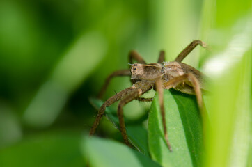 Wolf spider on the vegetation of a meadow. Gran Canaria. Canary Islands. Spain.