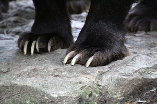 Low angle closeup of a bear's paws