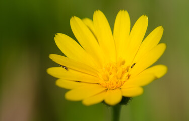 Flower in the north of Gran Canaria. Canary Islands. Spain.