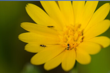 Insects on a flower in the north of Gran Canaria. Canary Islands. Spain.