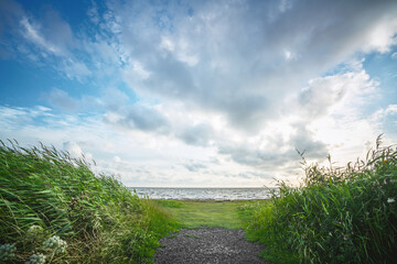 Trail to the sea with green rushes