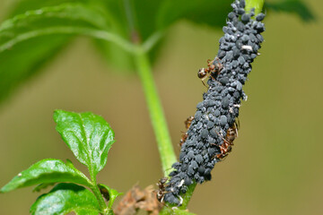 Blattläuse und Ameisen an einem Blatt	
