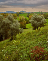 Olive trees ready to be harvested