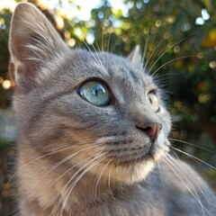 gatto grigio in primo piano