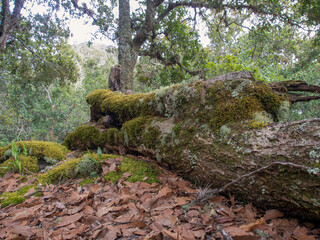 Oak forest with rocks covered in moss at the hillside of the Iguaque mountain in the central Andes of Colombia.