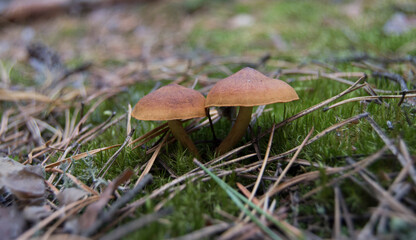 two toadstools