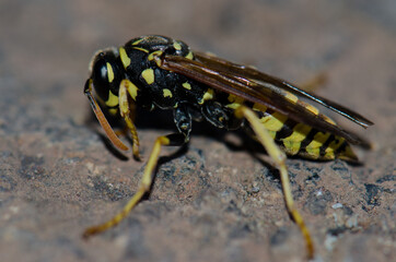 Paper wasp Polistes gallicus on the ground. North of Gran Canaria. Canary Islands. Spain.
