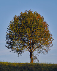 tree against the sky