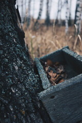 coal in the ground