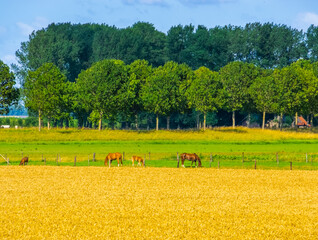 beautiful country side scenery with horses grazing in the pasture, Waterlandkerkje, Zeeland, The Netherlands