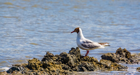 Black headed seagull with summer plumage at the ocean, common european water bird specie