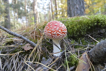 red fly agaric