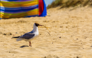 closeup of a black headed seagull with summer plumage at the beach, common european water bird specie
