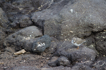 Common ringed plover Charadrius hiaticula in Arinaga. Aguimes. Gran Canaria. Canary Islands. Spain.