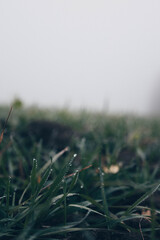 dew on the grass
