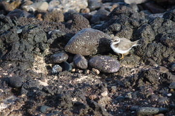 Common ringed plover Charadrius hiaticula in Arinaga. Aguimes. Gran Canaria. Canary Islands. Spain.