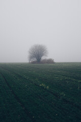 tree in the fog