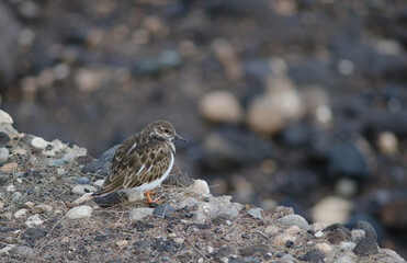 Ruddy turnstone Arenaria interpres in Arinaga. Aguimes. Gran Canaria. Canary Islands. Spain.