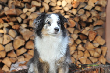 Mini Aussie